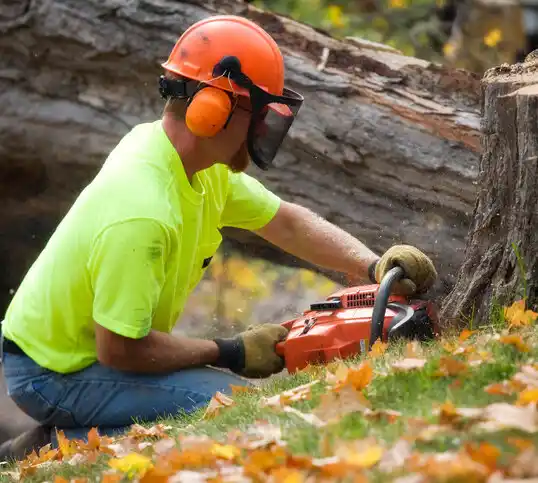 tree services Millersburg